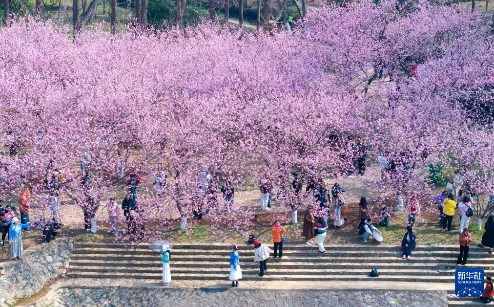 踏青賞花享春光